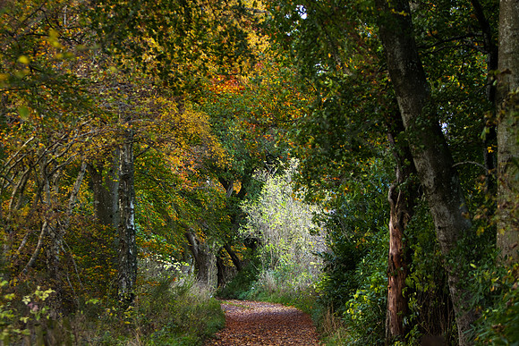 Path through Autumnal Woods_2525-5D-autumn