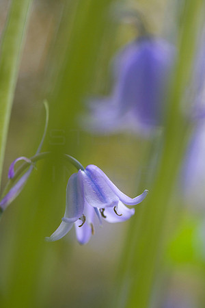 A Delicate Blue_0670