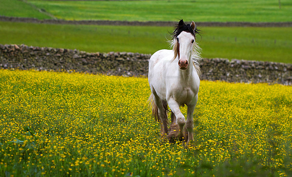 Buttercup Trot_1552