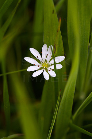 Greater Stitchwort_1511