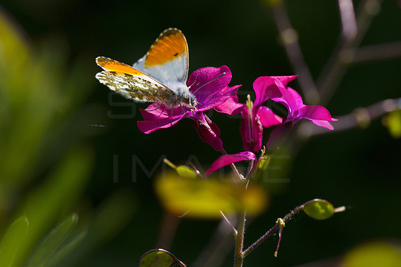 Orange Tip Butterfly_0769