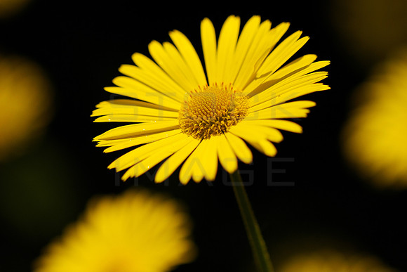 Yellow on Black_0286