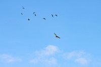 Crows Chasing Buzzard_2268-90D-traquair-house