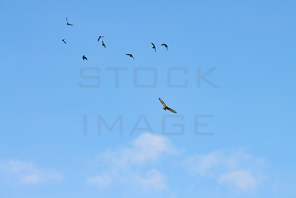 Crows Chasing Buzzard_2268-90D-traquair-house