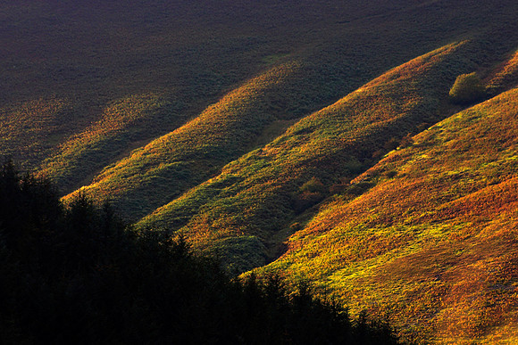 Hillside Ribs