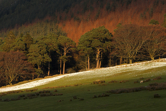 Scots Pines in Evening Light_2772