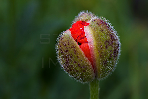 Oriental Birth_6551