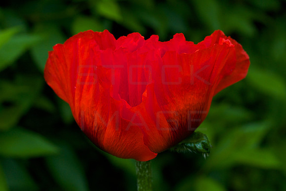 Simply Red_6569