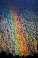 Forest Fire_3268