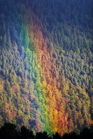 Forest Fire_3268