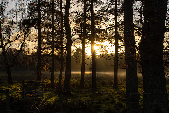 Misty Sunset over Traquair Woods_2935-local-2