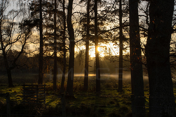 Misty Sunset over Traquair Woods_2935-local-2