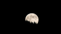 Wolf Supermoon-Jan-2026_0151-90Db-w