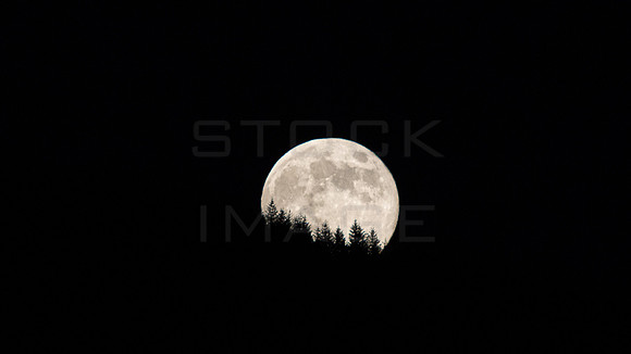 Wolf Supermoon-Jan-2026_0151-90Db-w