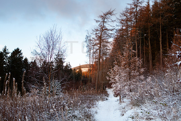 A Winter Walk to Pirn Wood_2886-5D-local