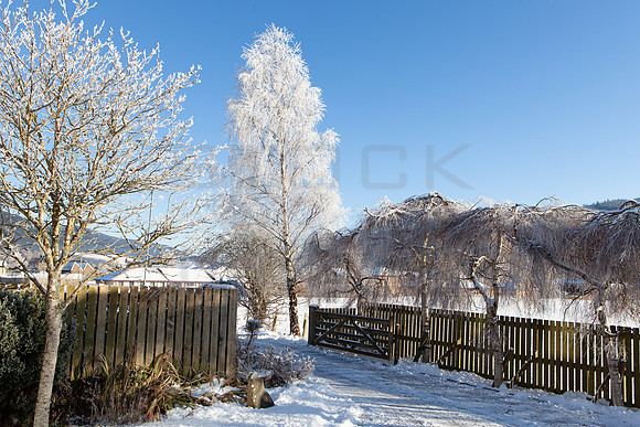 Frozen Birches_3000-5D