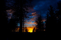 Sunset through Pines_2906-5D-local