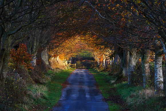 Golden Light at the End of the Road