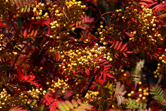 Yellow Rowan Berries