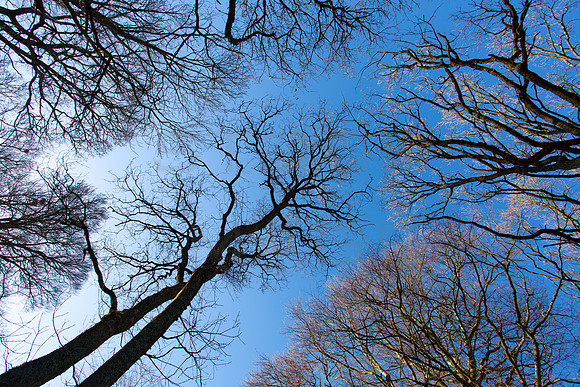 Reach Up_7873-5D_local