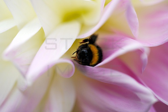 Sleepy Bee_9643