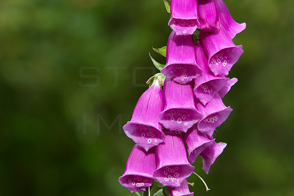 Foxgloves