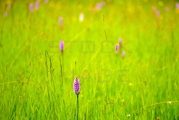 Wild Orchid in Field