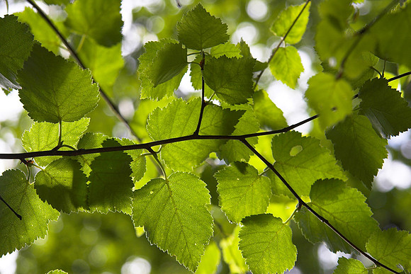 Leaf Vine