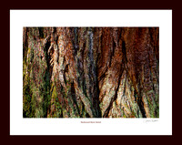 Redwood Bark Detail_9698-5d copy