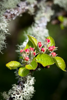 Apple Blossom_2022_9803