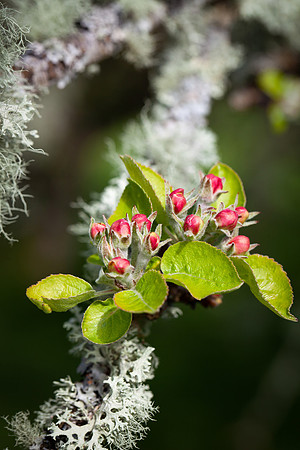 Apple Blossom_2022_9803