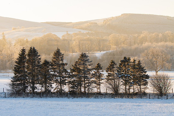 Fir Trees in Golden Morning Light_3014-90D