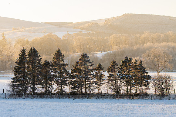 Fir Trees in Golden Morning Light_3014-90D