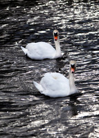 Two Swans on River_4033-5D111