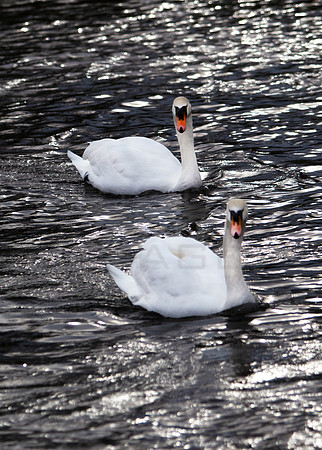 Two Swans on River_4033-5D111