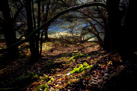 Light in the Woods_3822-5D111
