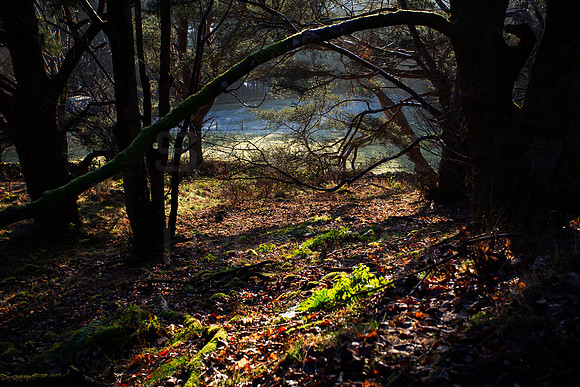 Light in the Woods_3822-5D111
