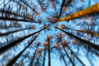 Spinning Pines_3819-5D111