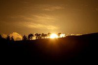 Sunset between Pines_9977-90D