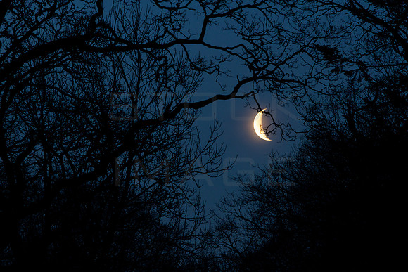 Crescent Morning Moon Rising _0008_z