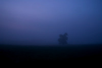 Tree in Morning Mist_7462