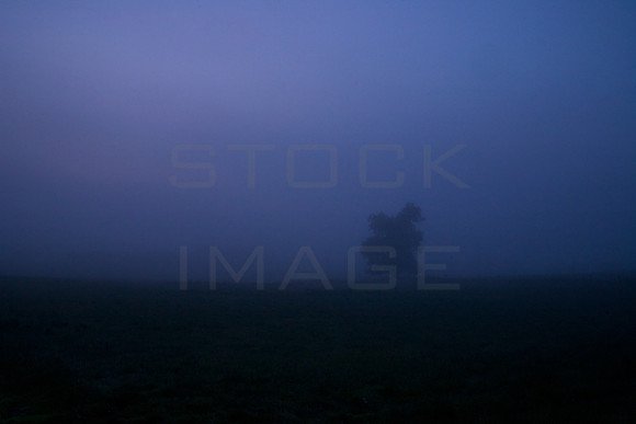 Tree in Morning Mist_7462