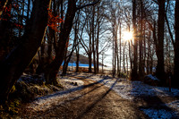 Traquair Winter Woodland Sun_3227-5D_local
