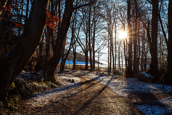 Traquair Winter Woodland Sun_3227-5D_local