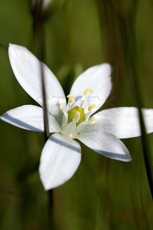 Star of David_0872