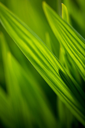Green Leaves