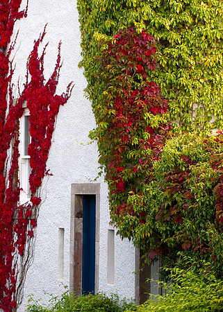 Ivy Wall