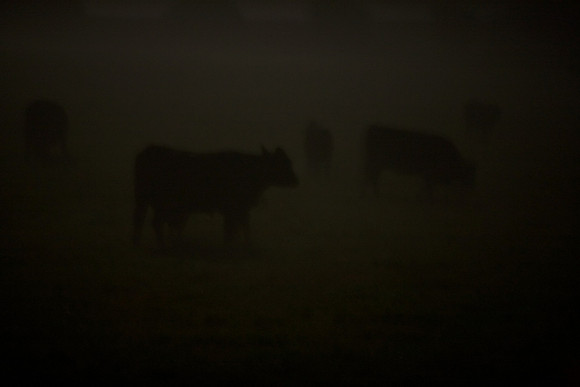 Cows in the Mist_0042