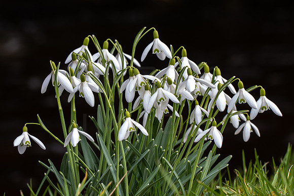 Snowdrops on Black_3474-local_90D