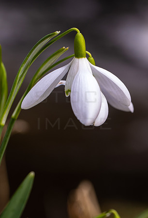 Hanging Snowdrop_3472-local_90D